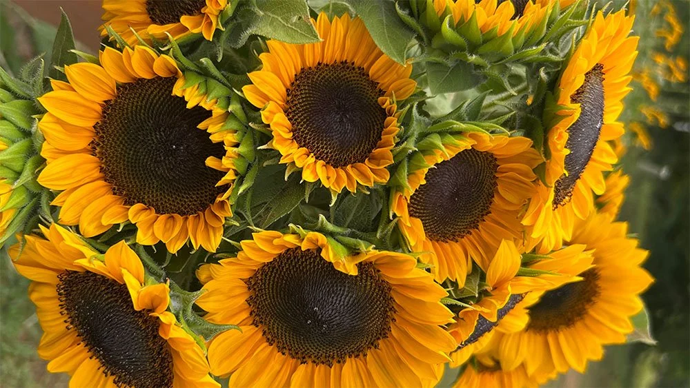 The Flower Meadow® | Discover, Create, Connect—Visit Today